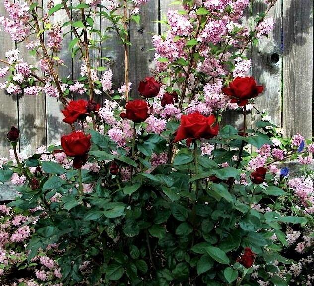 INGRID BERGMAN ® - Butasi trandafiri de gradina - FamousRoses.eu