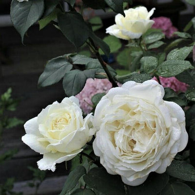 JEANNE  MOREAU ® - Butasi trandafiri de gradina - Trandafir teahibrid creat in Franta de Meilland Richardier