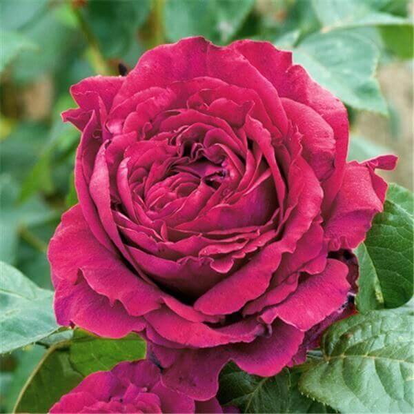 LA ROSE DES 4 VENTS ®' - Trandafir cu flori grupate (floribunda) creat in Franta de Delbard - Famous Roses