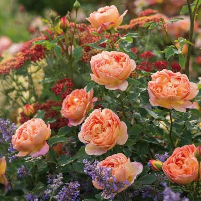 LADY OF SHALOTT ®' - Trandafir cu flori grupate (floribunda) creat in Anglia de David Austin - Famous Roses