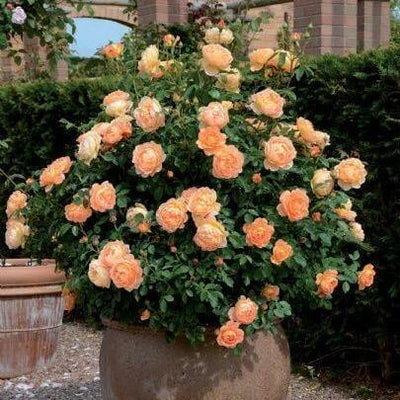 LADY OF SHALOTT ®' - Trandafir cu flori grupate (floribunda) creat in Anglia de David Austin - Famous Roses