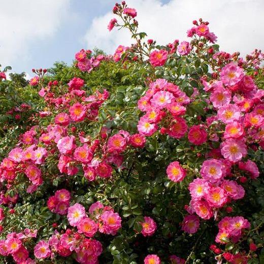 MAGIC MEILLANDECOR ®' - Trandafir cu flori grupate (floribunda) creat in Franta de Meilland Richardier - Famous Roses
