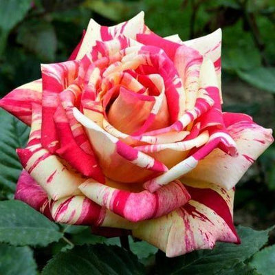 MELI-MELO ® - Butasi trandafiri de gradina - FamousRoses.eu