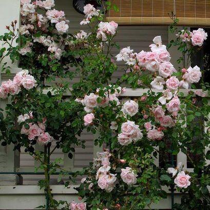 NEW DAWN ®' - Trandafir urcator / catarator - Famous Roses