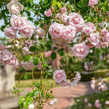 NEW DAWN ®' - Trandafir urcator / catarator - Famous Roses