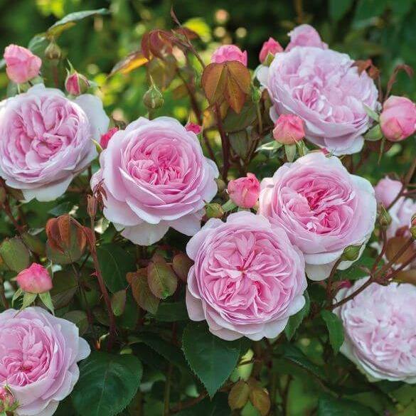OLIVIA ROSE ®' - Trandafir cu flori grupate (floribunda) creat in Anglia de David Austin - Famous Roses