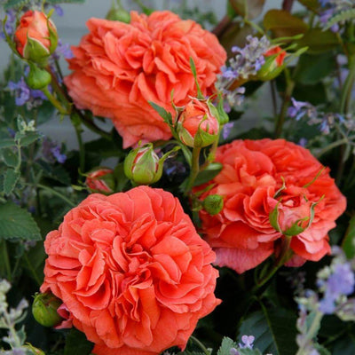 ORANGERIE ®' - Trandafir cu flori grupate (floribunda) creat in Germania de Kordes - Famous Roses