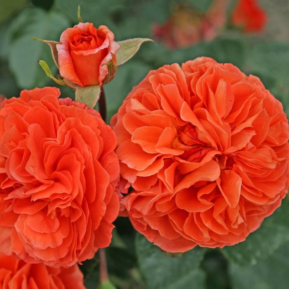 ORANGERIE ®' - Trandafir cu flori grupate (floribunda) creat in Germania de Kordes - Famous Roses