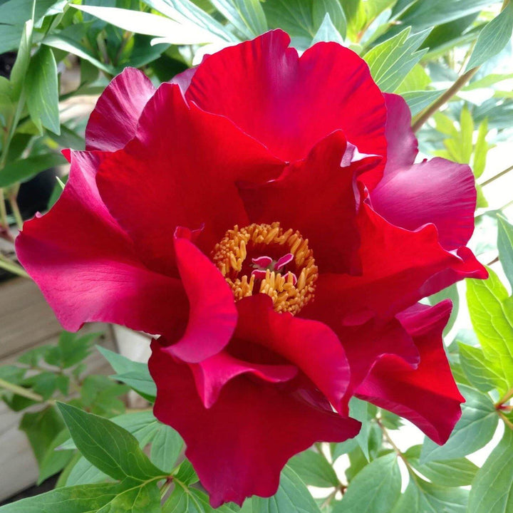 Paeonia Itoh : Scarlet Heaven - FamousRoses.eu - Famous Roses