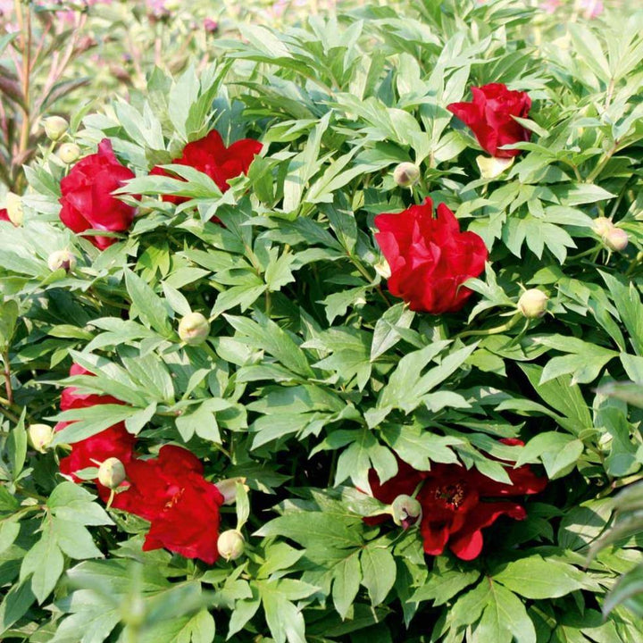 Paeonia Itoh : Scarlet Heaven - FamousRoses.eu - Famous Roses
