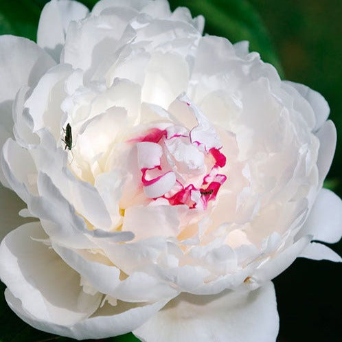 Paeonia: COURONNE D'OR