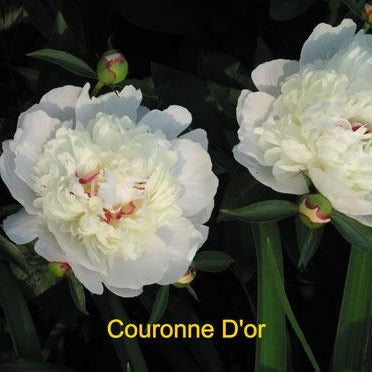 Paeonia: COURONNE D'OR
