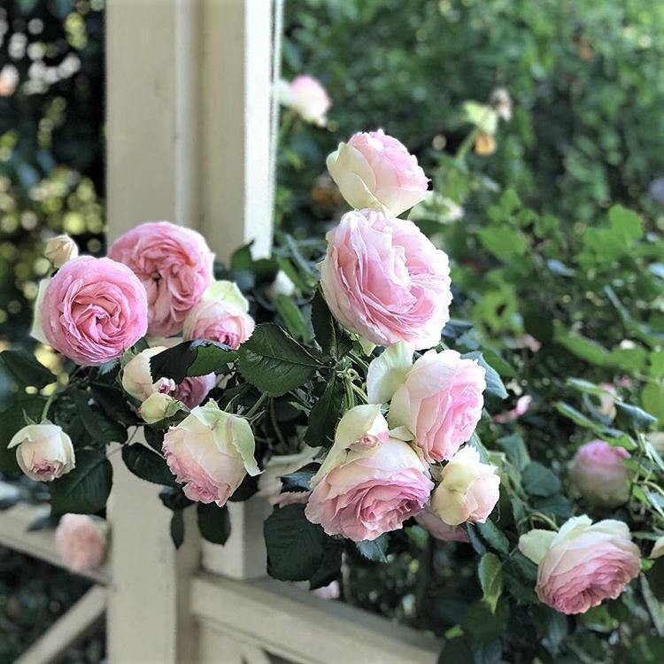 PIERRE DE RONSARD ( EDEN ROSE ) ® - Butasi trandafiri de gradina - Trandafir urcator / catarator creat in Franta de Meilland Richardier