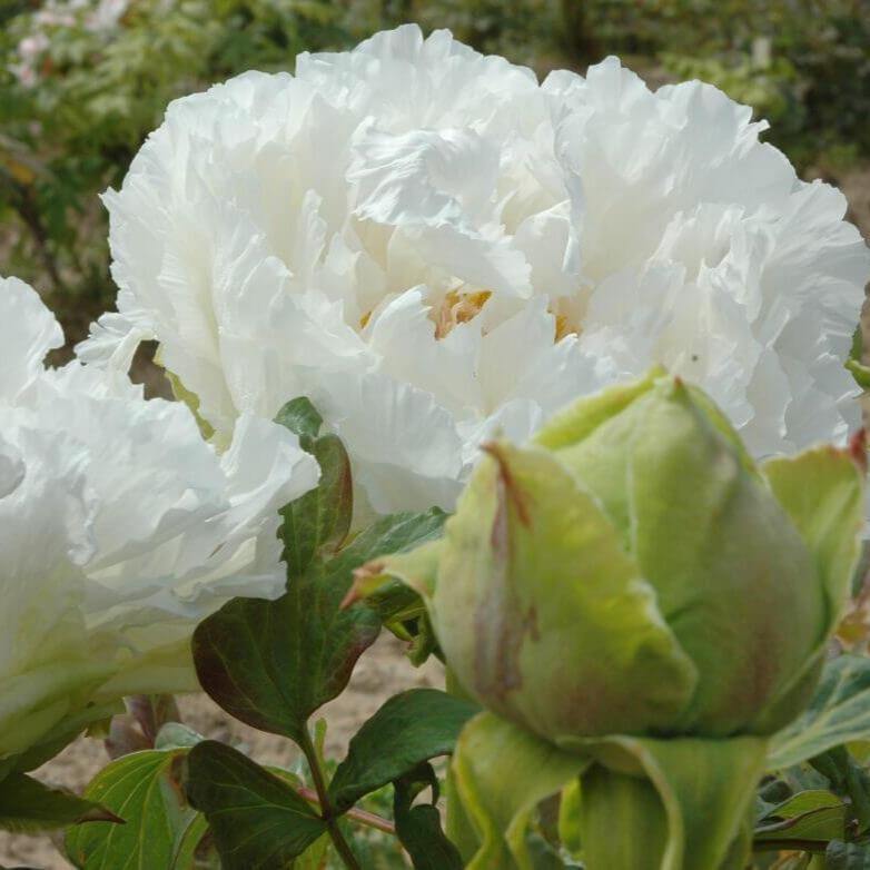 Paeonia suffruticosa : FUSOTSUKASA - FamousRoses.eu - Famous Roses