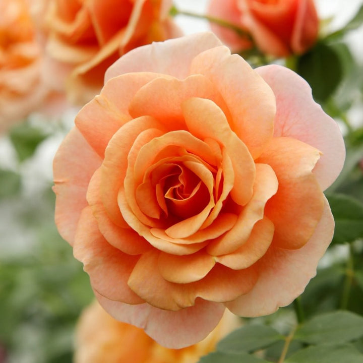 Peach Melba Butasi trandafiri de gradina butași trandafiri de grădină