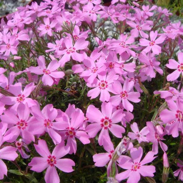 Phlox Subulata Samson  butași trandafiri de grădină