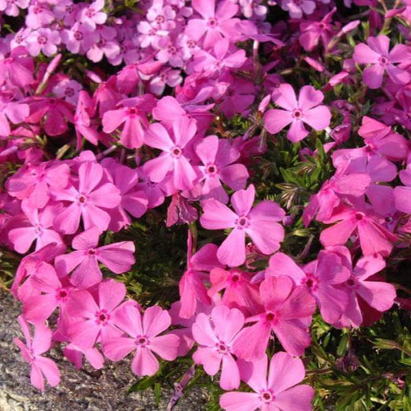 Phlox Subulata Samson  butași trandafiri de grădină