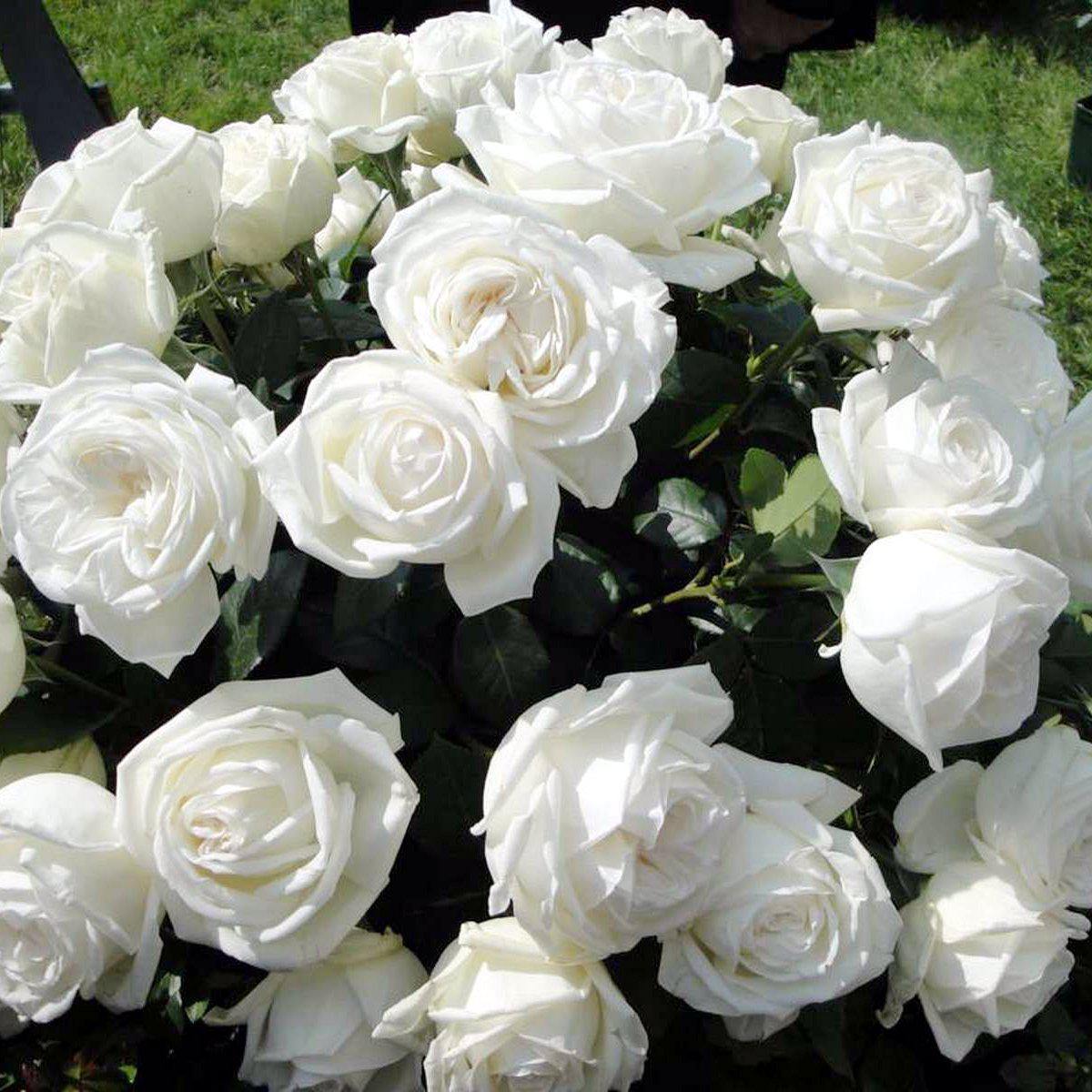 PIERRE ARDITI ® - Butasi trandafiri de gradina - Trandafir teahibrid creat in Franta de Meilland Richardier