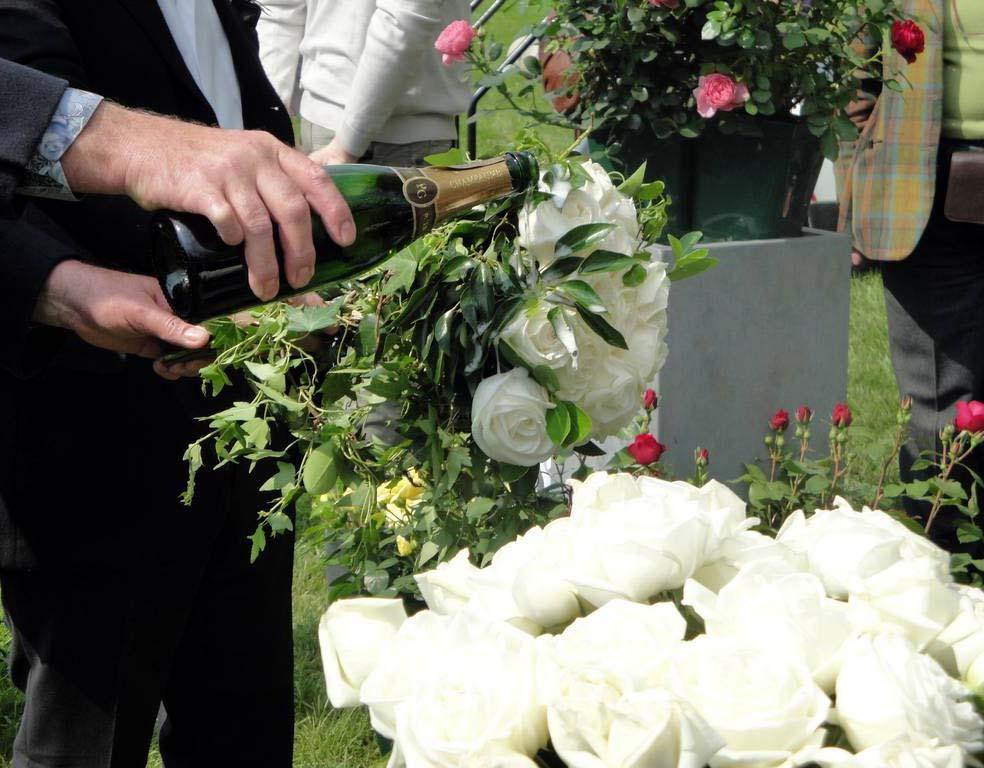 PIERRE ARDITI ® - Butasi trandafiri de gradina - Trandafir teahibrid creat in Franta de Meilland Richardier