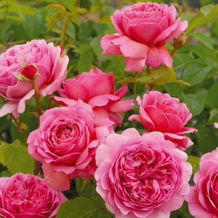 PRINCESS ALEXANDRA OF KENT ®' - Trandafir cu flori grupate (floribunda) creat in Anglia de David Austin - Famous Roses