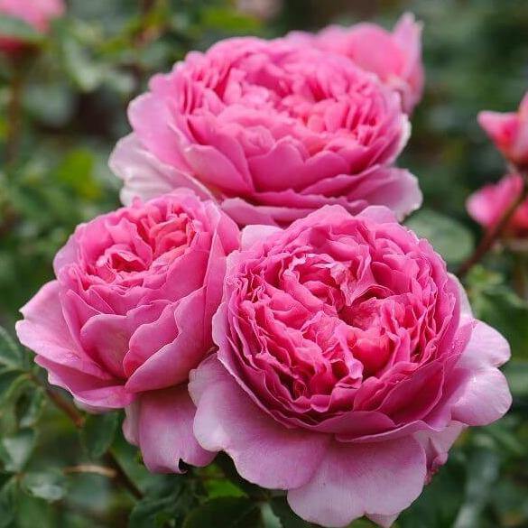 PRINCESS ALEXANDRA OF KENT ®' - Trandafir cu flori grupate (floribunda) creat in Anglia de David Austin - Famous Roses