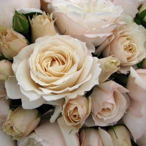 PRINCESSE ASTRID DE BELGIQUE ®' - trandafir cu flori mari ( teahibrid ) creat in Franta de Delbard - Famous Roses