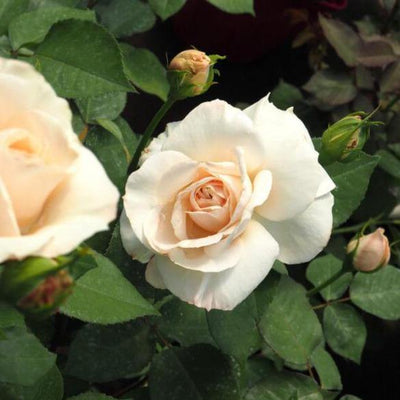 PRINCESSE ASTRID DE BELGIQUE ®' - trandafir cu flori mari ( teahibrid ) creat in Franta de Delbard - Famous Roses