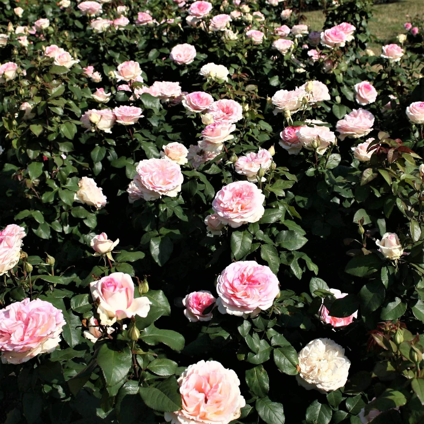Souvenir de  BADEN BADEN ® - Butasi trandafiri de gradina - Trandafir teahibrid creat in Germania de Kordes