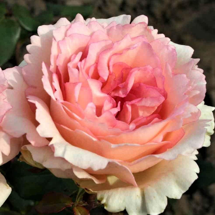 Souvenir de  BADEN BADEN ® - Butasi trandafiri de gradina - Trandafir teahibrid creat in Germania de Kordes