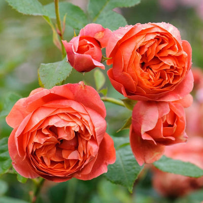 SUMMER SONG ® - Butasi trandafiri de gradina - Trandafir floribunda creat in Anglia de David Austin