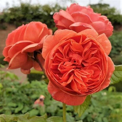 SUMMER SONG ® - Butasi trandafiri de gradina - Trandafir floribunda creat in Anglia de David Austin