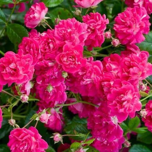 SUPER EXCELSA ®' - Trandafir urcator / catarator creat in Anglia de David Austin - Famous Roses
