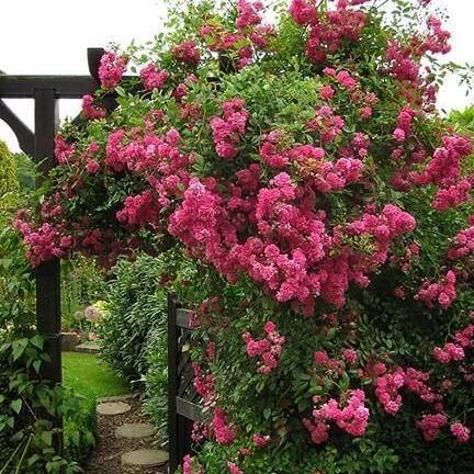 SUPER EXCELSA ®' - Trandafir urcator / catarator creat in Anglia de David Austin - Famous Roses
