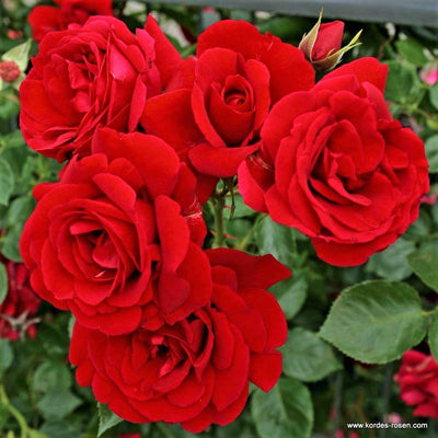 SYMPATHIE ® - Butasi trandafiri de gradina - Trandafir urcator / catarator creat in Germania de Kordes