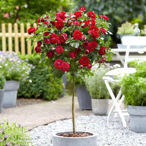 Trandafir pomişor: INGRID BERGMAN ® - Butasi trandafiri de gradina - Trandafir pomisor, creat in Danemarca de Pernille Olesen
