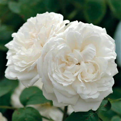 WINCHESTER CATHEDRAL ®' - Trandafir cu flori grupate (floribunda) creat in Anglia de David Austin - Famous Roses