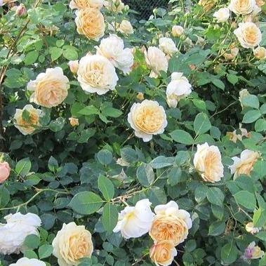 TEASING GEORGIA ®' - Trandafir cu flori grupate (floribunda) creat in Anglia de David Austin - Famous Roses
