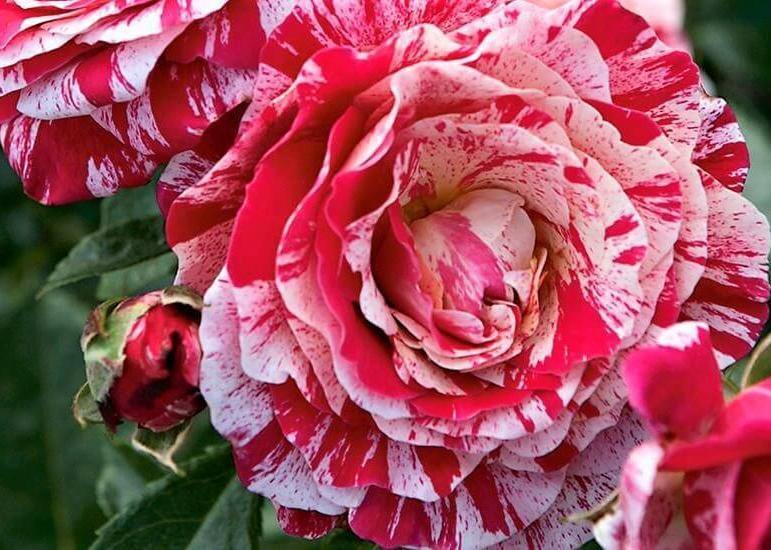 ABRACADABRA ® - Butasi trandafiri de gradina - Trandafiri cu flori grupate (floribunda)