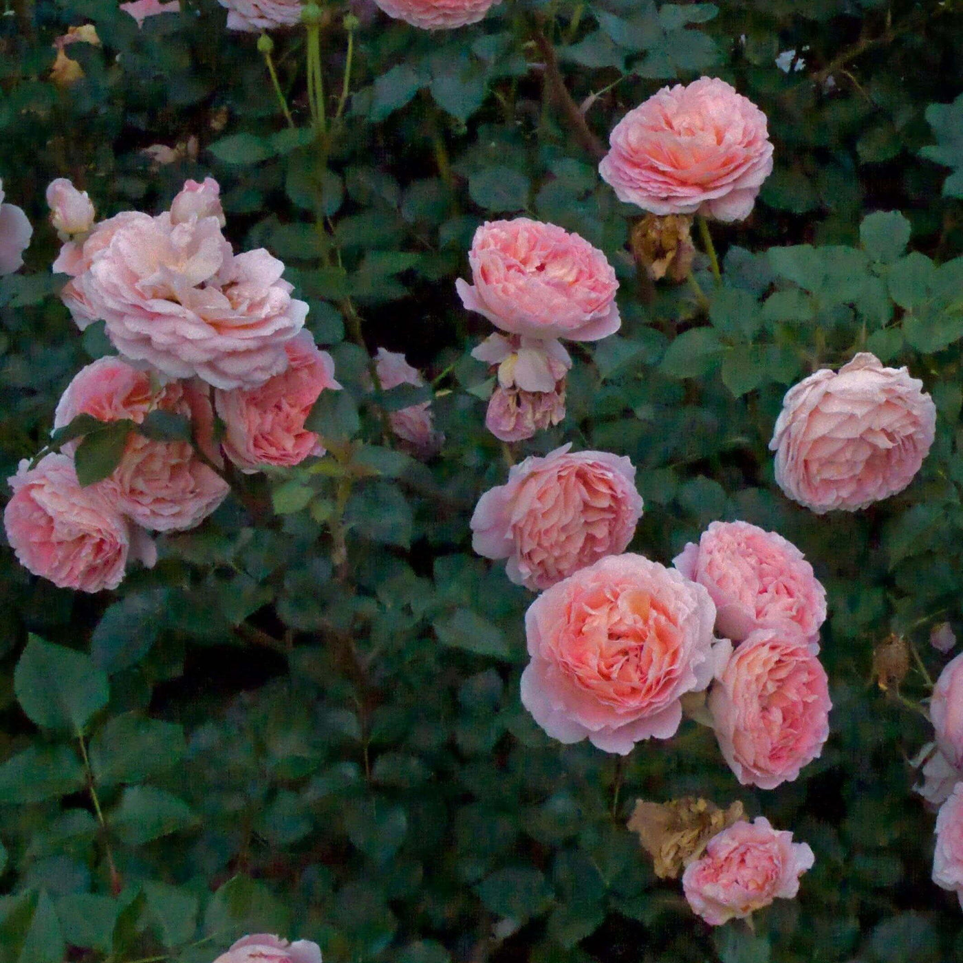 ABRAHAM DARBY ®' - Trandafir cu flori grupate (floribunda) creat in Anglia de David Austin - Famous Roses