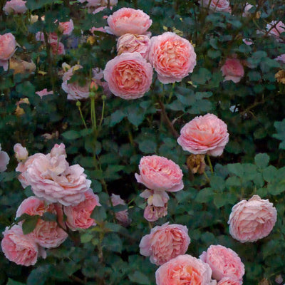 ABRAHAM DARBY ®' - Trandafir cu flori grupate (floribunda) creat in Anglia de David Austin - Famous Roses