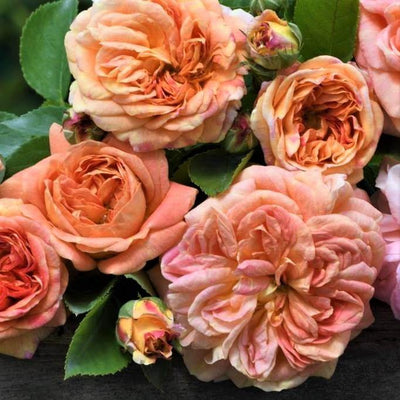 ALCHEMIST ®' - Trandafir urcator / catarator creat in Germania de Kordes - Famous Roses