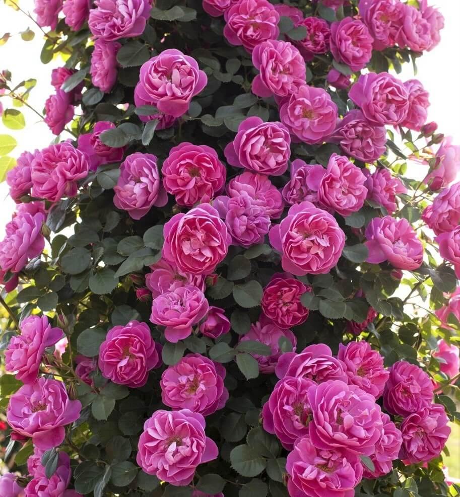 ALLEGRO ® - Butasi trandafiri de gradina - Trandafir urcator / catarator creat in Franta de Meilland Richardier