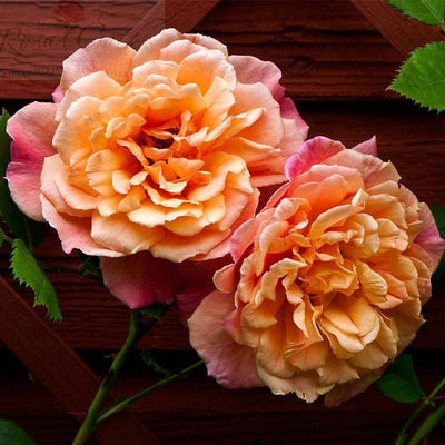ALOHA ® - Butasi trandafiri de gradina - Trandafir urcator / catarator
