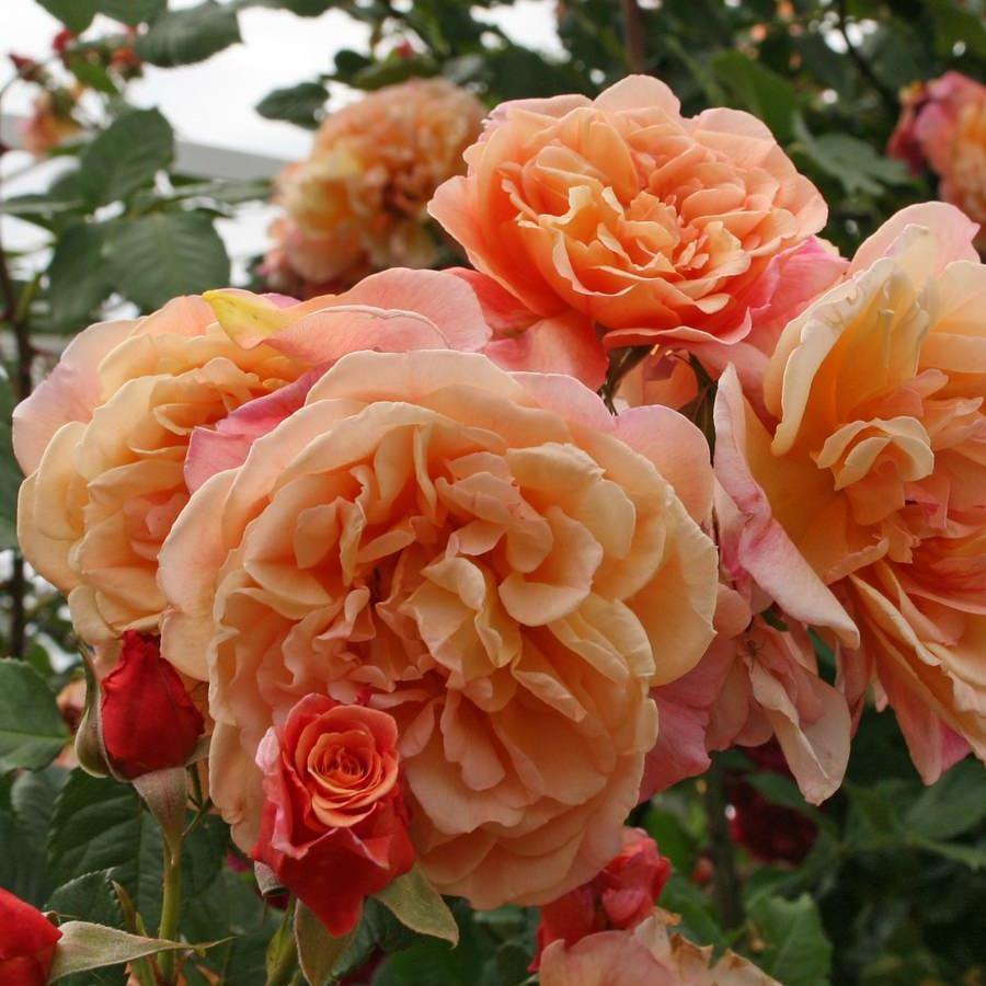 ALOHA ® - Butasi trandafiri de gradina - Trandafir urcator / catarator