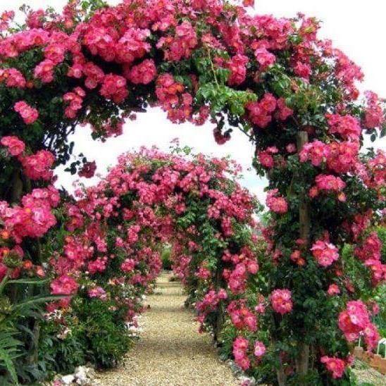AMERICAN PILLAR ®' - Trandafir urcator / catarator - Famous Roses