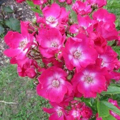 AMERICAN PILLAR ®' - Trandafir urcator / catarator - Famous Roses