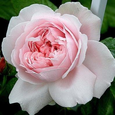 ANDRE LE NOTRE ® - Butasi trandafiri de gradina - Trandafir urcator / catarator creat in Franta de Meilland Richardier