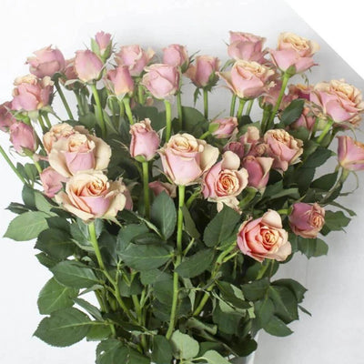 ANTIGUA ®' - Trandafiri cu flori grupate (floribunda) - Famous Roses