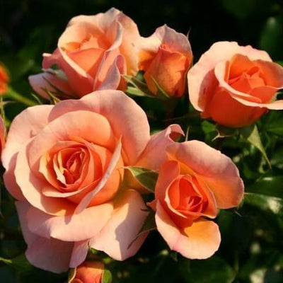 Tige APRIKOLA ® - Butasi trandafiri de gradina - FamousRoses.eu