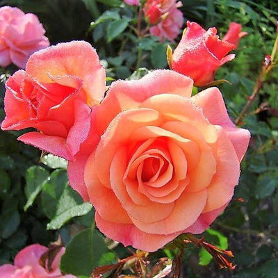Tige APRIKOLA ® - Butasi trandafiri de gradina - FamousRoses.eu